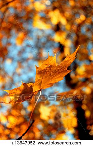 daylight, background, czech, CLOSE, branches, leaf, autumn View Large Photo Image Stock Image - daylight, background, czech, CLOSE, branches, leaf, autumn. Fotosearch