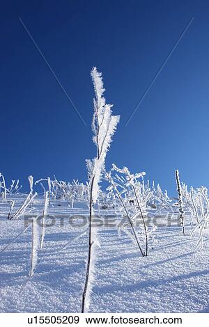 Stock Photo - details, ice, outline, iceflower, melt, plants, shimmer. Fotosearch