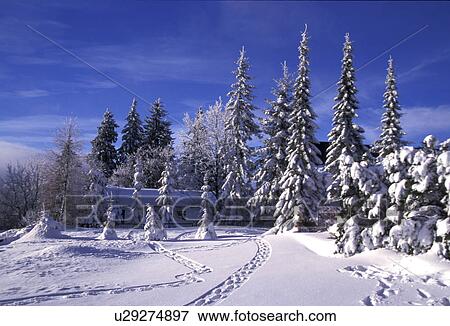 empty, blue, day, coniferae, conifer, fahrzeugspur, abandoned View Large Photo Image Stock Photo - empty, blue, day, coniferae, conifer, fahrzeugspur, abandoned. Fotosearch