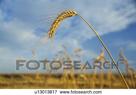 felder, acre, aichner, autumn, barley View Large Photo Image Stock Photo - felder, acre, aichner, autumn, barley. Fotosearch