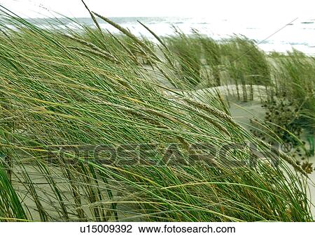 Stock Image - grass, banks, day, beach grass, beach, green, ammophila. Fotosearch