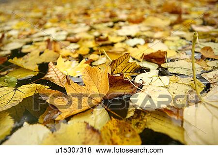 more water, autumn, leaf, day, background, alfred View Large Photo Image Stock Photo - more water, autumn, leaf, day, background, alfred. Fotosearch