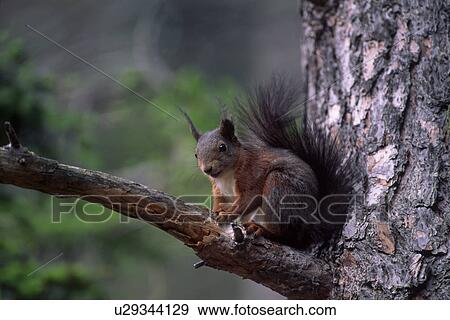 ヨーロッパ 動物 環境 ボール 巣 オーストリア 森林官 動物 写真館 イメージ館 U Fotosearch