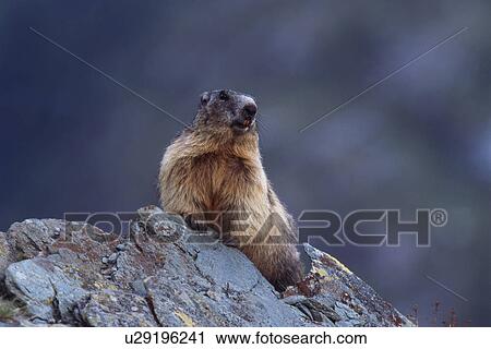 Stock Image - animal, alpenmurmeltier, Alps, alpine, alpentier, alpenbewohner. Fotosearch