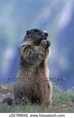animal, alpenmurmeltier, Alps, alpentier, alpenmurmeltiere, alpenbewohner View Large Photo Image Stock Image - animal, alpenmurmeltier, Alps, alpentier, alpenmurmeltiere, alpenbewohner. Fotosearch