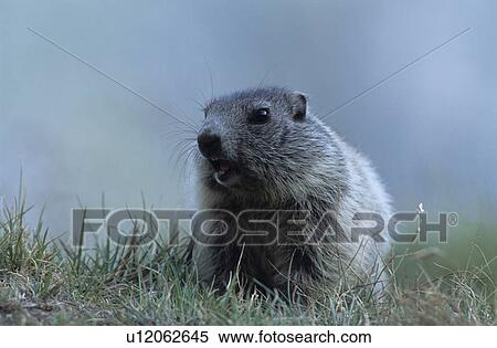 Stock Photography - animal portrait, alpenmurmeltier, animal, Alps, alpentier, animals, alpenbewohner. Fotosearch