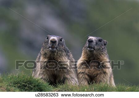 animals, alpenmurmeltier, animal, Alps, alpentier, alpenbewohner View Large Photo Image Stock Image - animals, alpenmurmeltier, animal, Alps, alpentier, alpenbewohner. Fotosearch