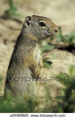 Stock Photography - backenhoernchen, brown, beige, animals. Fotosearch