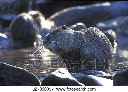 Stock Photo - beaver, castoridae, biberratte, biber, animals. Fotosearch