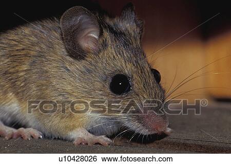Stock Photograph - body, brown, animals. Fotosearch