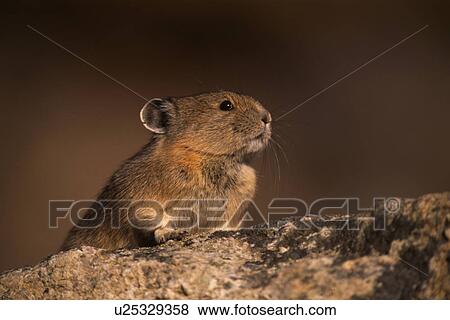 Stock Photo - Canada, alberta, animals, animal, American, collaris, alaska. Fotosearch