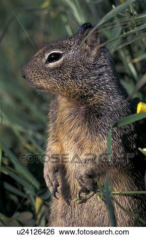 Stock Photograph - CLOSE, america, brown, beige, animals, America. Fotosearch