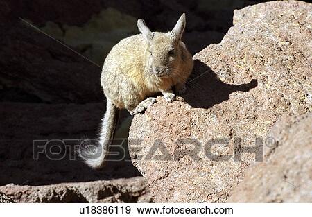 ears, andina, Bolivia, avaroa, animal, Andes View Large Photo Image Stock Photo - ears, andina, Bolivia, avaroa, animal, Andes. Fotosearch