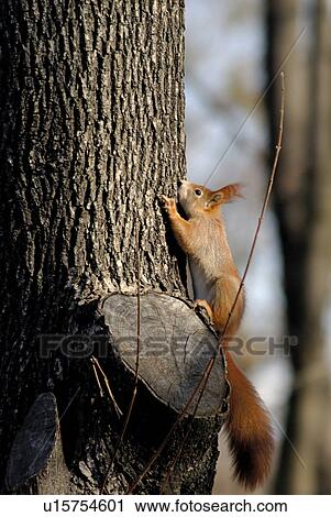 Eichhorn, squirrel, Klettermax, Nussfresser, animal, animals View Large Photo Image Stock Image - Eichhorn, squirrel, Klettermax, Nussfresser, animal, animals. Fotosearch