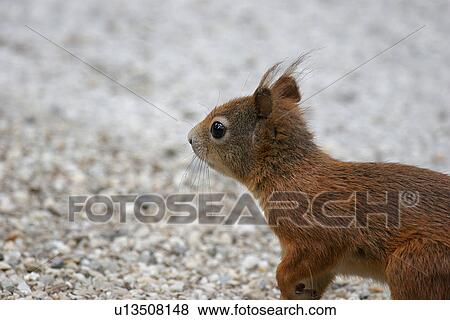 eichkaetzchen, brown, eichinger, dear, climb, feed, animal View Large Photo Image Stock Photo - eichkaetzchen, brown, eichinger, dear, climb, feed, animal. Fotosearch