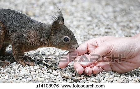 Stock Photograph - eichkaetzchen, brown, eichinger, dear, climb, feed, animal. Fotosearch