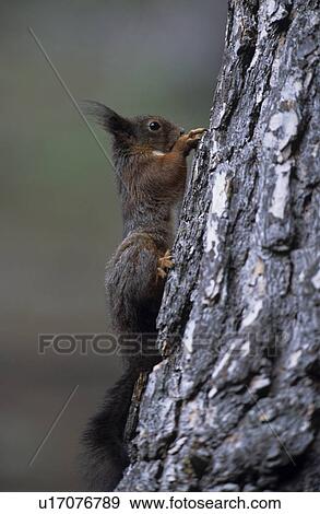 forester, animals, European, ball nest, Austria, kobel, animal View Large Photo Image Stock Photo - forester, animals, European, ball nest, Austria, kobel, animal. Fotosearch