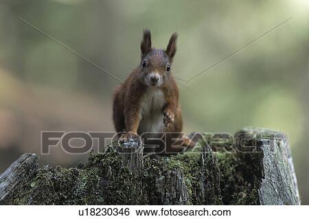 Stock Photograph - forester, animals, European, ball nest, Austria, horizontal format, animal. Fotosearch