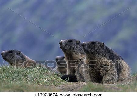 Picture - groundhog, alpentier, marmot, marble, rodent, rodents, national park. Fotosearch