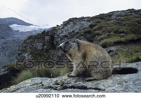 Stock Image - groundhog, marmot, marble, rodent, rodents, national park, nature. Fotosearch