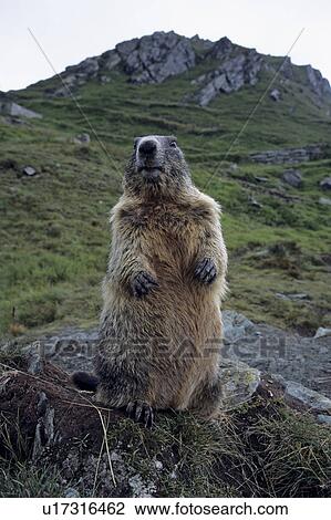 Stock Image - groundhog, panel format, marmot, marble, murmeltiere, rodent, rodents. Fotosearch