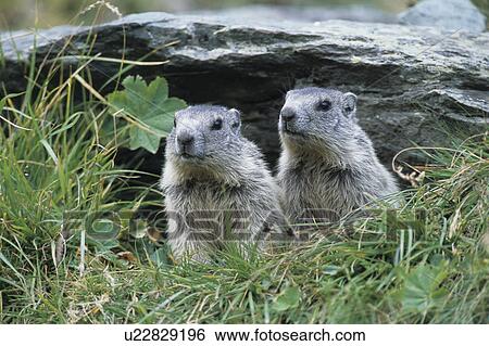 groundhog, two, together, marmot, marble, murmeltiere, rodent View Large Photo Image Stock Photograph - groundhog, two, together, marmot, marble, murmeltiere, rodent. Fotosearch