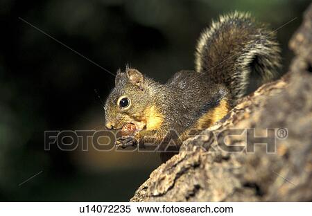 Stock Photography - hoernchen, abenddaemmerung, animals, bough. Fotosearch