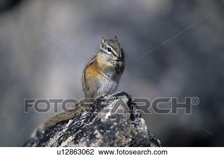 Stock Image - hoernchen, alberta, animal, animals, backenhoernchen, Canada, chipmunk. Fotosearch