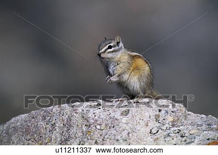 hoernchen, alberta, animal, animals, backenhoernchen, Canada, chipmunk View Large Photo Image Stock Photo - hoernchen, alberta, animal, animals, backenhoernchen, Canada, chipmunk. Fotosearch