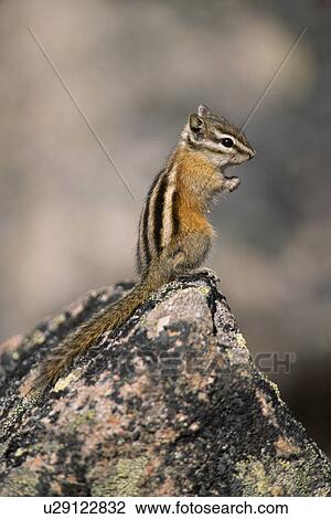 hoernchen, alberta, backenh, backenhoernchen, Canada, chipmunk, chipmunks View Large Photo Image Stock Image - hoernchen, alberta, backenh, backenhoernchen, Canada, chipmunk, chipmunks. Fotosearch