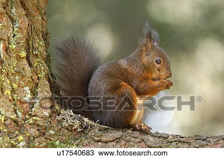 Stock Image - hoernchen, animal, eat, eichkatze, forest, gnawer, huwiler. Fotosearch