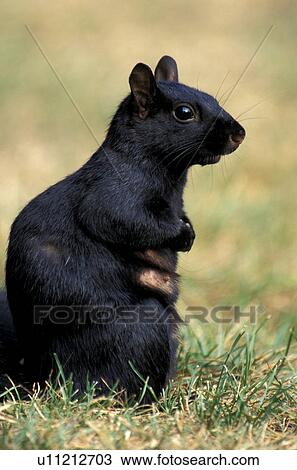 Stock Image - hoernchen, animals, black. Fotosearch