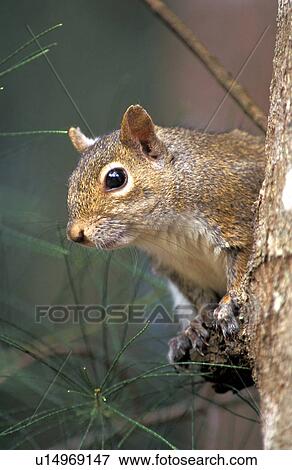 hoernchen, animals, body, brown View Large Photo Image Stock Photo - hoernchen, animals, body, brown. Fotosearch