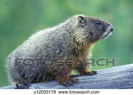 Stock Photo - hoernchen, animals, bough, branch. Fotosearch