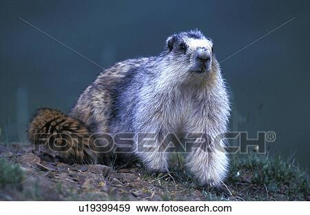 Stock Photo - hoernchen, animals, brown, Christian. Fotosearch