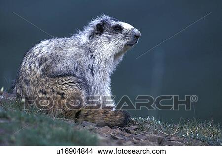 hoernchen, animals, brown View Large Photo Image Picture - hoernchen, animals, brown. Fotosearch