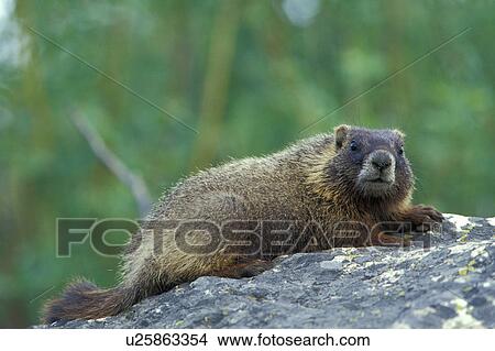 Picture - hoernchen, animals, brown. Fotosearch