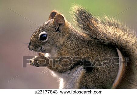 hoernchen, animals, brown View Large Photo Image Stock Image - hoernchen, animals, brown. Fotosearch