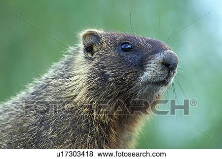 hoernchen, animals, brown View Large Photo Image Stock Photo - hoernchen, animals, brown. Fotosearch