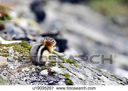 hoernchen, animals, day, eat, eating View Large Photo Image Stock Photo - hoernchen, animals, day, eat, eating. Fotosearch