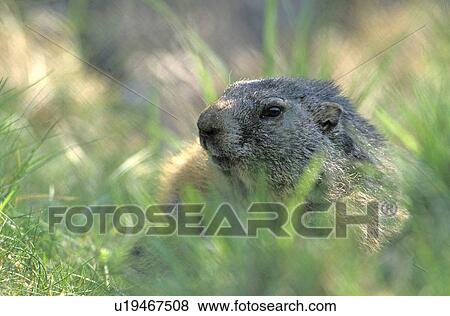 mammalia, austria, feldkirch, enclosure, calf, marmota, animal View Large Photo Image Stock Photo - mammalia, austria, feldkirch, enclosure, calf, marmota, animal. Fotosearch