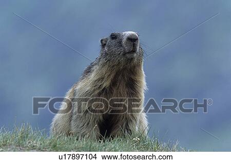 Picture - marmot, marble, murmeltiere, rodent, rodents, national park, nature. Fotosearch