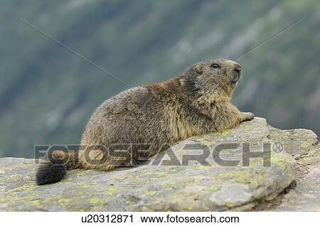 Stock Image - mountain, animal, marmota, marmot, huwiler, mountains, Alps. Fotosearch