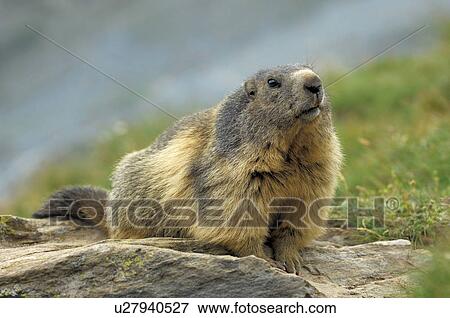 Stock Photo - mountain, animal, marmota, marmot, huwiler, mountains, Alps. Fotosearch