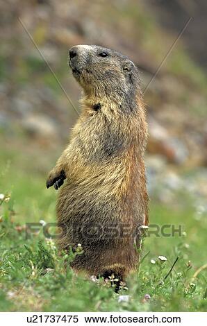 mountain, animal, marmota, marmot, huwiler, mountains, Alps View Large Photo Image Stock Photography - mountain, animal, marmota, marmot, huwiler, mountains, Alps. Fotosearch