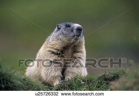 Stock Image - mountains, marmot, marble, murmeltiere, rodent, rodents, national park. Fotosearch