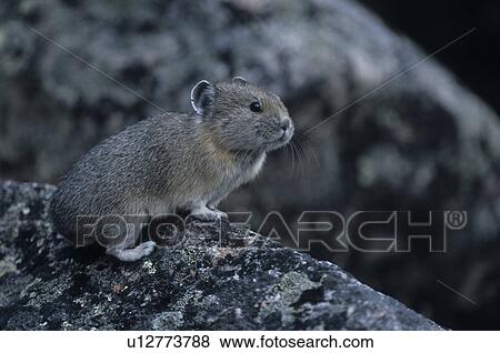 portrait, Alberta, American Pika, Amerikanischer Pfeifhase, Coney, hares, hasenartig View Large Photo Image Stock Photo - portrait, Alberta, American Pika, Amerikanischer Pfeifhase, Coney, hares, hasenartig. Fotosearch