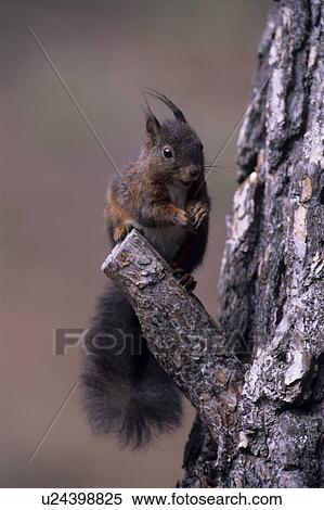 squirrel, color variation, panel format, kobel, ball nest, rodent, rodents View Large Photo Image Stock Photography - squirrel, color variation, panel format, kobel, ball nest, rodent, rodents. Fotosearch