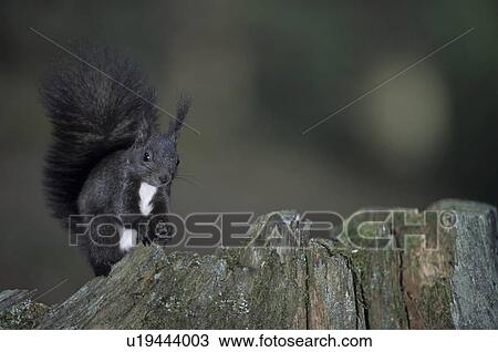 Stock Image - stump, squirrel, color variation, kobel, ball nest, rodent, rodents. Fotosearch