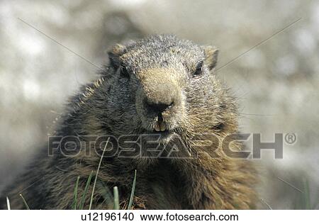 tiergesicht, animal, animal head, austria, calf, close-up, direct View Large Photo Image Stock Image - tiergesicht, animal, animal head, austria, calf, close-up, direct. Fotosearch